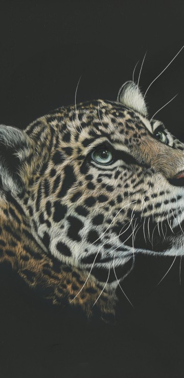 Image brown and black leopard in black background