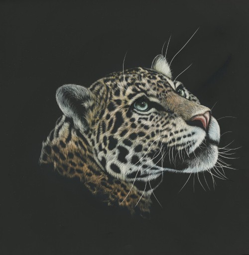 Image brown and black leopard in black background