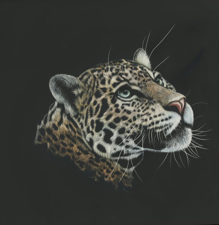 brown and black leopard in black background