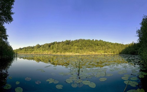 Image green trees beside lake under blue sky during daytime