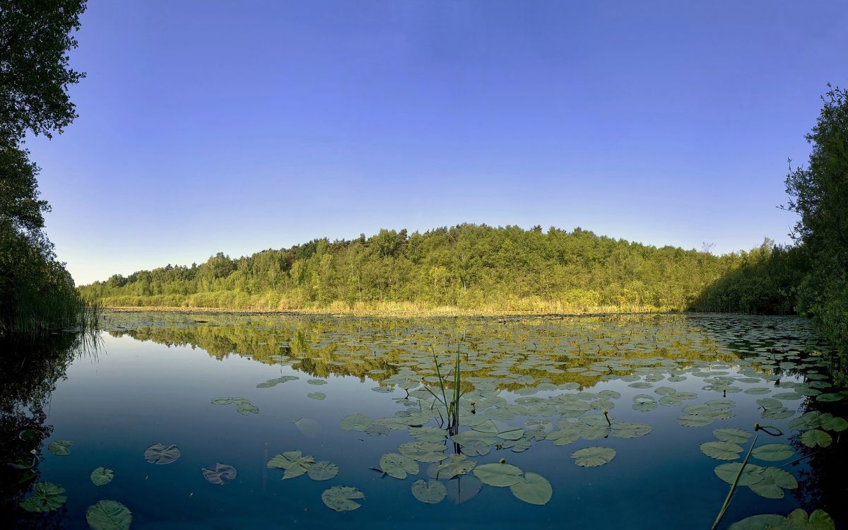 green trees beside lake under blue sky during daytime