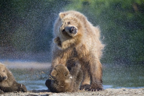 Image brown bear on snow covered ground during daytime