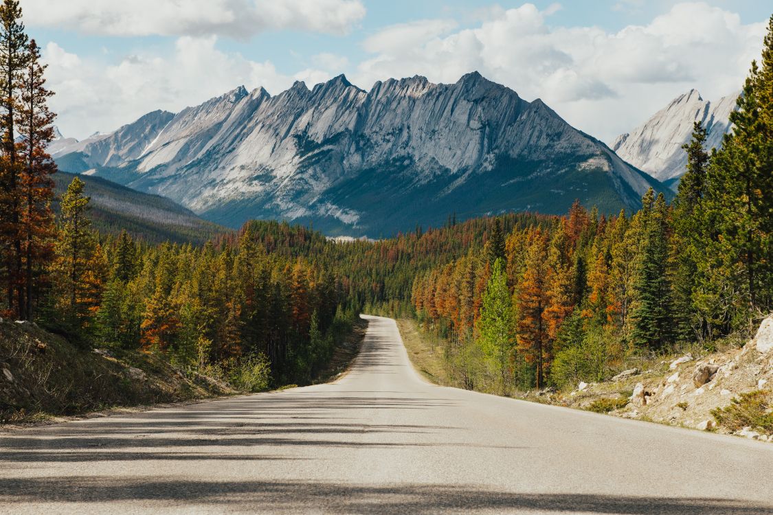 Parc National du Canada Jasper, Route, Route Forestière, L'écorégion, Paysage Naturel. Wallpaper in 8256x5504 Resolution