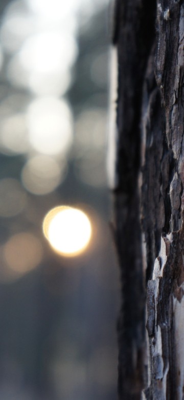 Image brown tree trunk during daytime