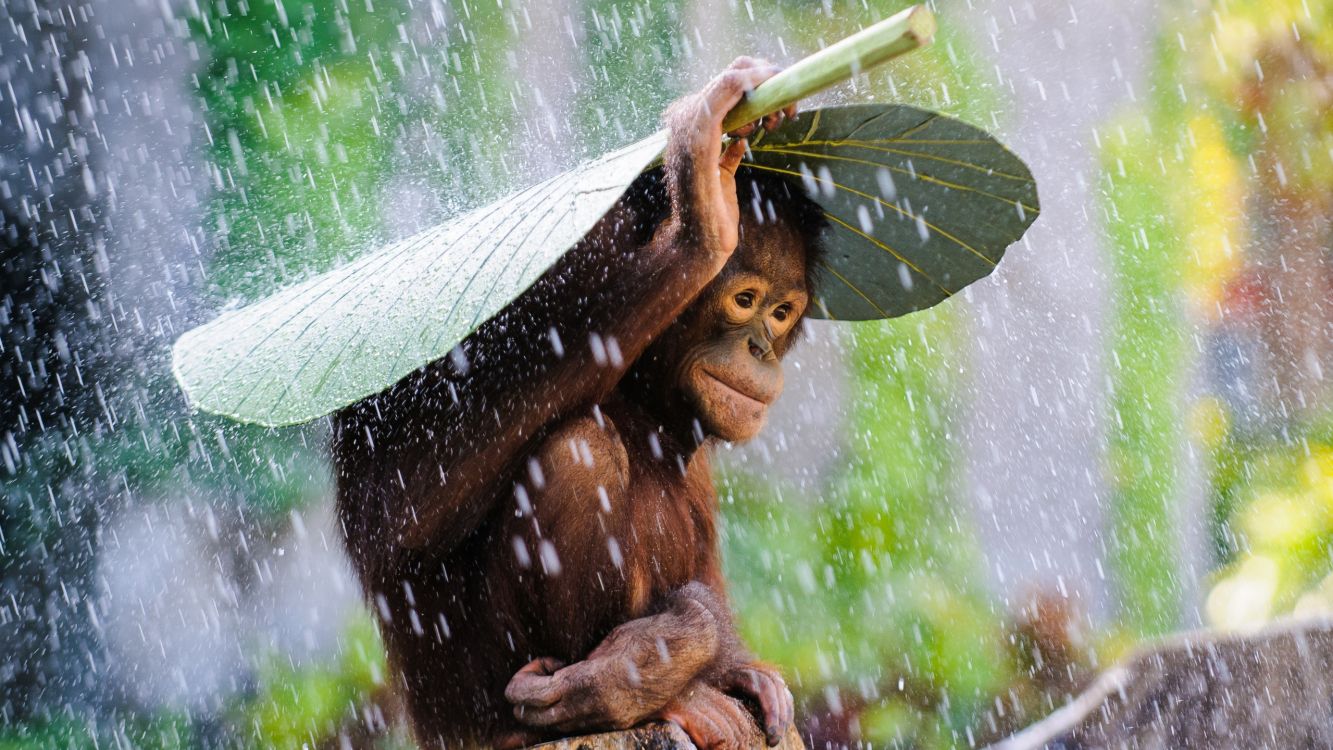 Orang-outan de Sumatra, Adaptation, Art, Plante Terrestre, Eau. Wallpaper in 2560x1440 Resolution