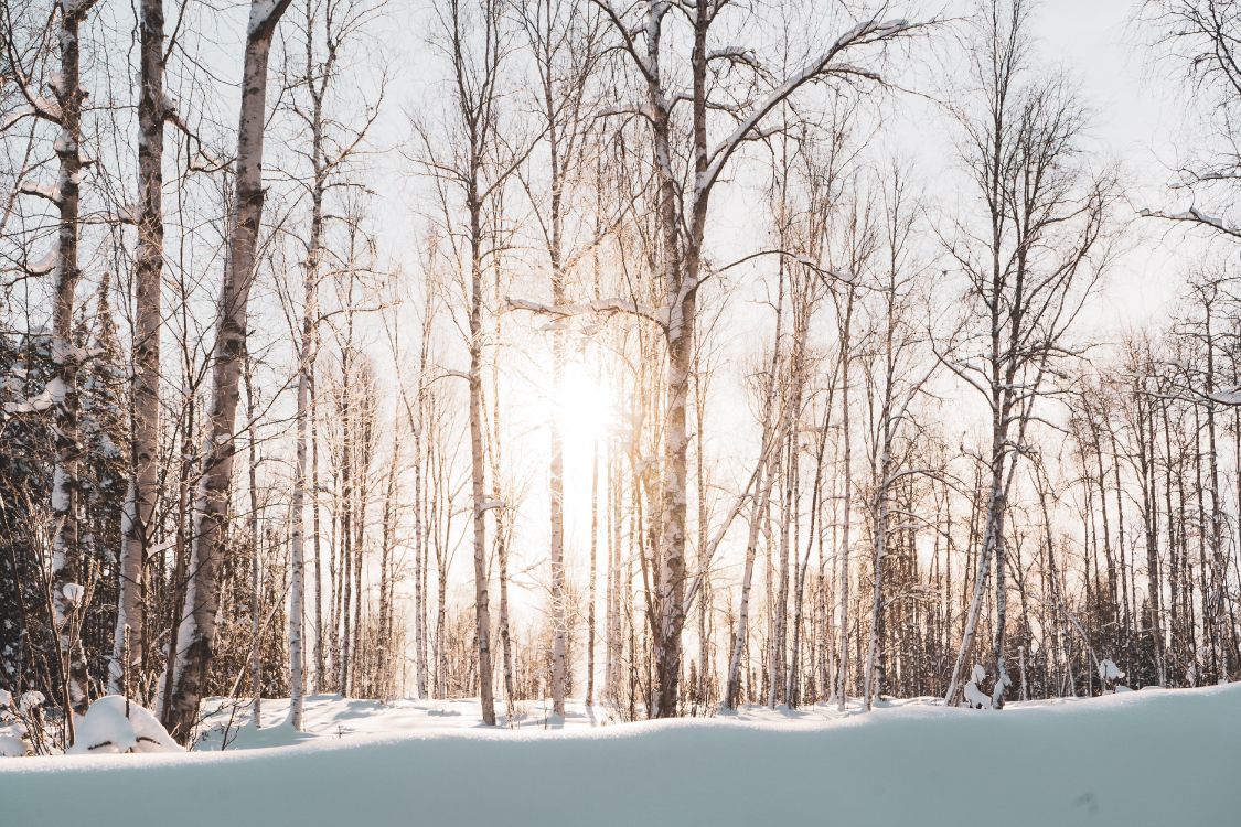 winter, snow, tree, natural landscape, nature