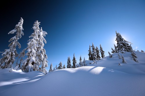 Image snow covered pine trees under blue sky during daytime