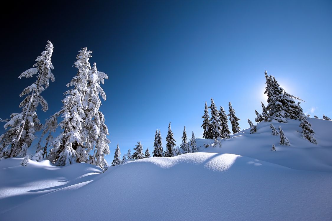 snow covered pine trees under blue sky during daytime