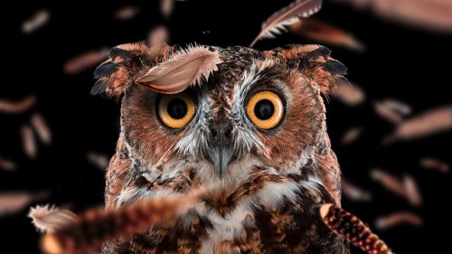 Image brown and white owl with brown eyes