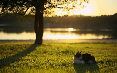 Image white and black cat on green grass field during sunset