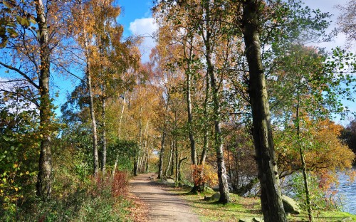 Image brown pathway between green trees during daytime