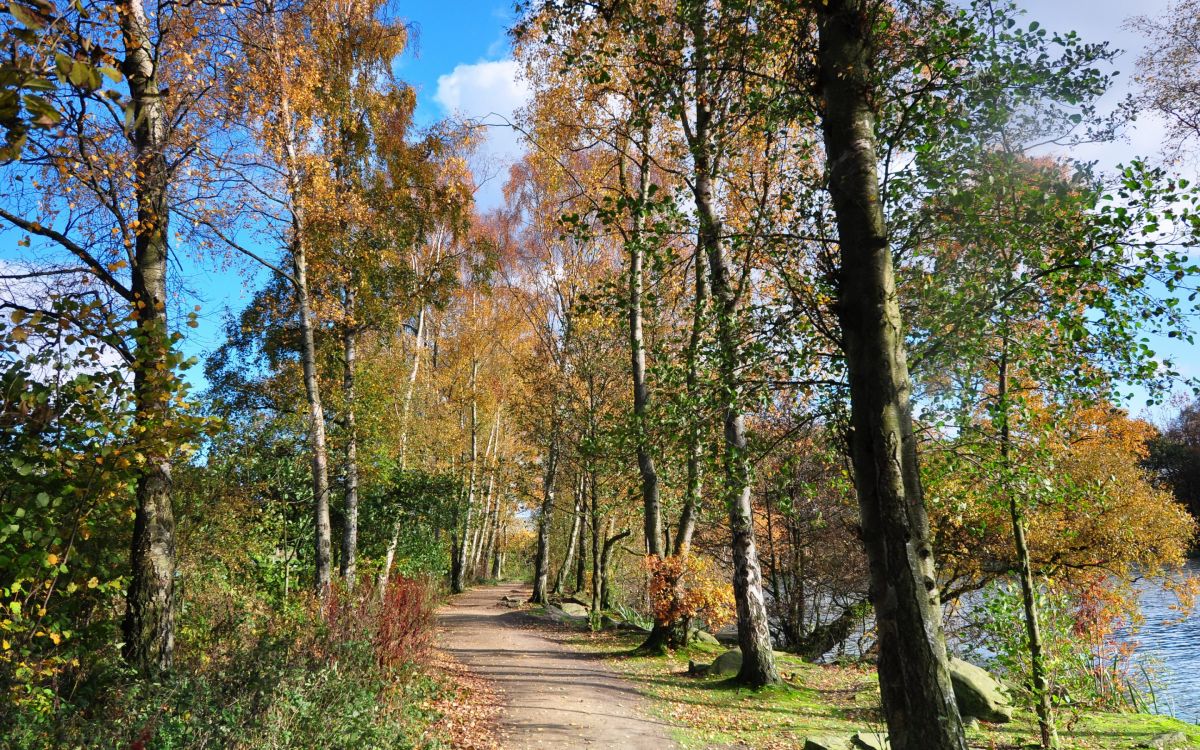 brown pathway between green trees during daytime