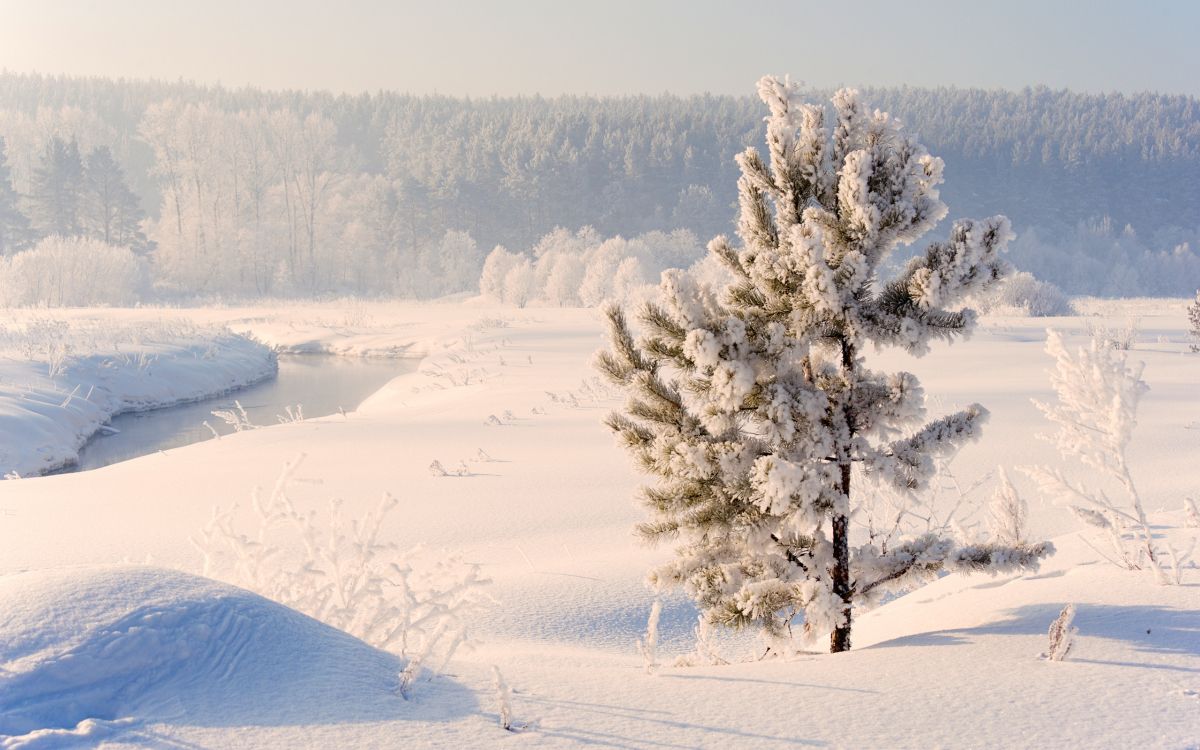 Tagsüber Grüne Bäume Auf Schneebedecktem Boden. Wallpaper in 2560x1600 Resolution