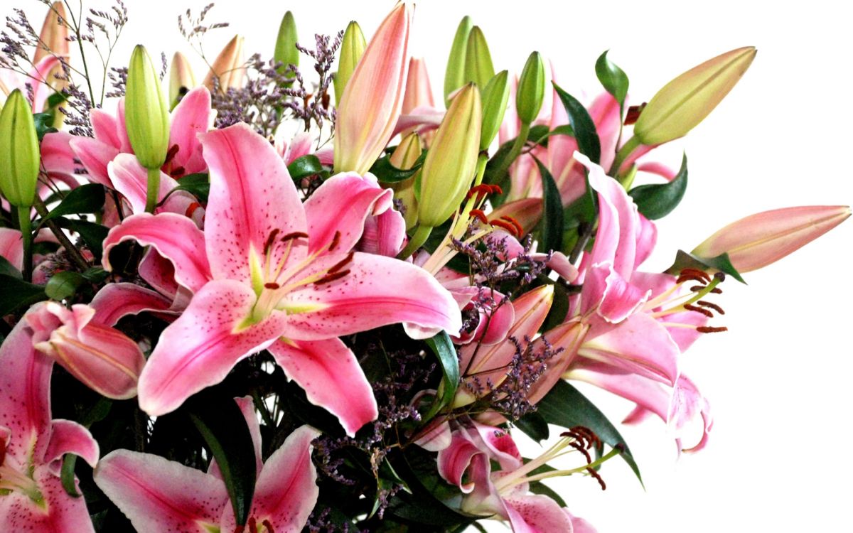 pink and white flower in close up photography