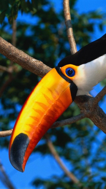 Image black and yellow bird on brown tree branch during daytime