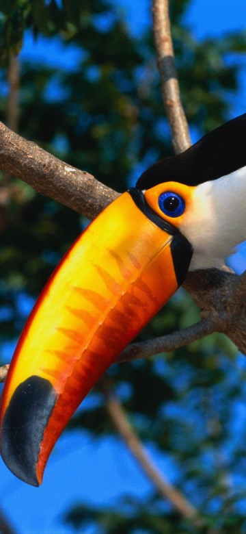 Image black and yellow bird on brown tree branch during daytime