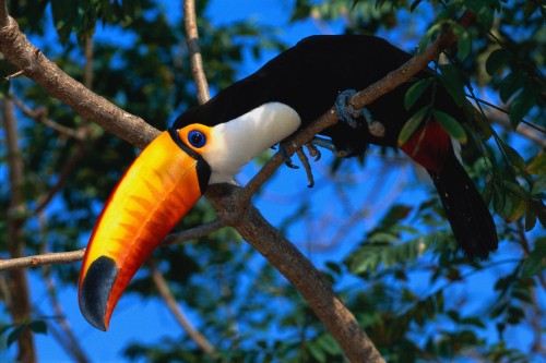 Image black and yellow bird on brown tree branch during daytime