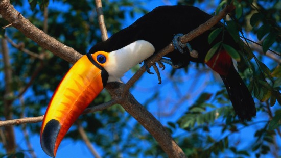 Image black and yellow bird on brown tree branch during daytime