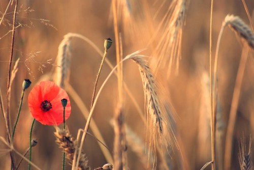 Image red poppy in bloom during daytime