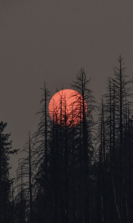 Ambiente, Ecorregión, Afterglow, Paisaje Natural, Sucursal. Wallpaper in 2400x4000 Resolution