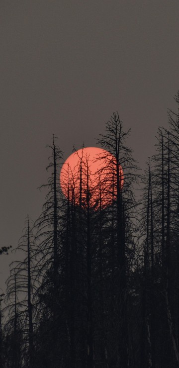 Image plant, atmosphere, ecoregion, afterglow, natural landscape