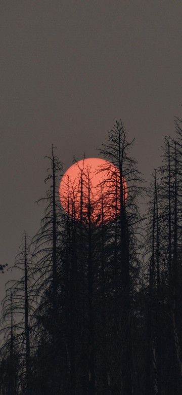 Image plant, atmosphere, ecoregion, afterglow, natural landscape