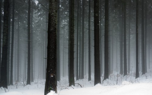 Image snow covered trees during daytime