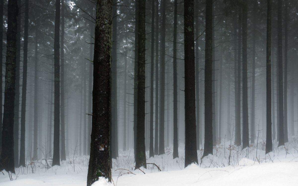 snow covered trees during daytime