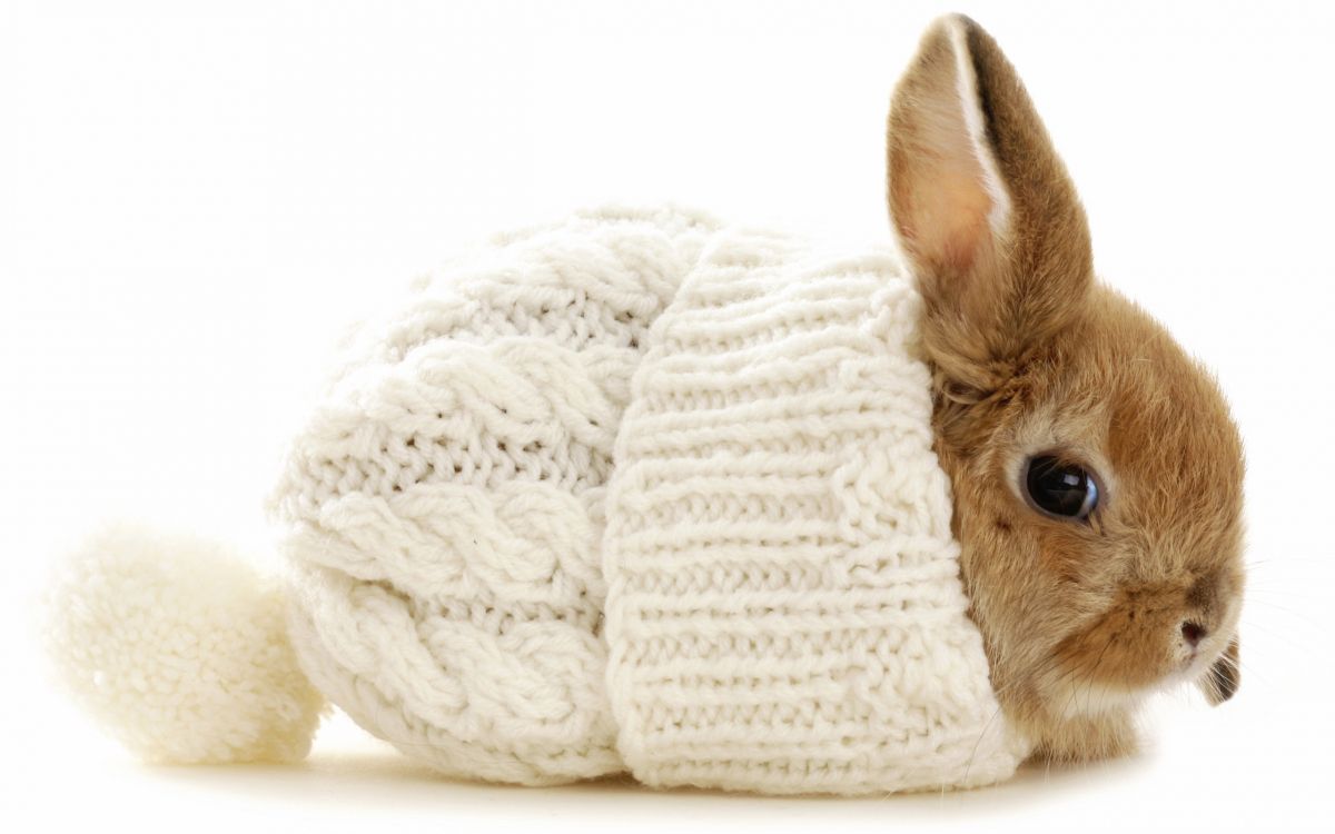 Lapin Marron Sur Textile Tricot Blanc. Wallpaper in 2560x1600 Resolution