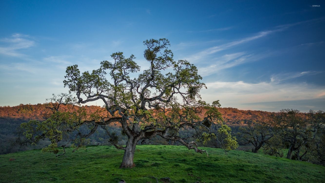 Árbol Sin Hojas en Campo de Hierba Verde Bajo un Cielo Azul Durante el Día. Wallpaper in 2560x1440 Resolution