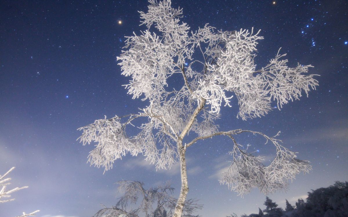 Weißer Baum Mit Schnee Während Der Nacht. Wallpaper in 2560x1600 Resolution