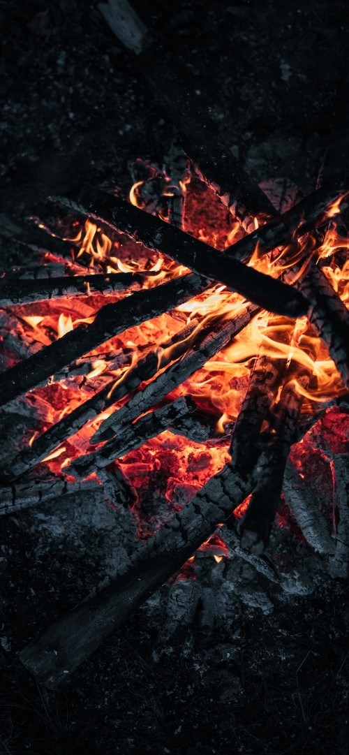Image campfire, firewood, ash, fire, flame