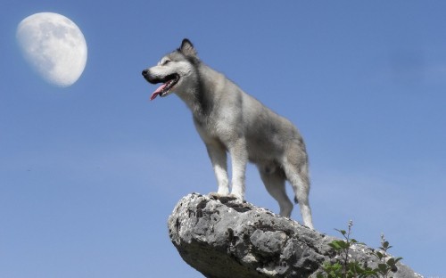 Image white and gray siberian husky on gray rock during daytime