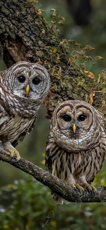 Hiboux Des Bois, Great Grey Owl, la Chouette Rayée, Tawny Owl, le Hibou Royal. Wallpaper in 1080x2340 Resolution