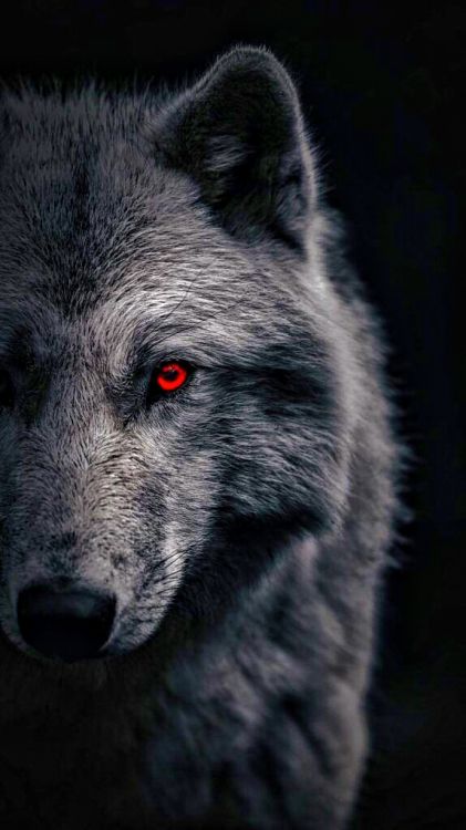 Wolf Bearbeiten, Indischer Wolf, Poster, Black Wolf, Red Wolf. Wallpaper in 576x1024 Resolution