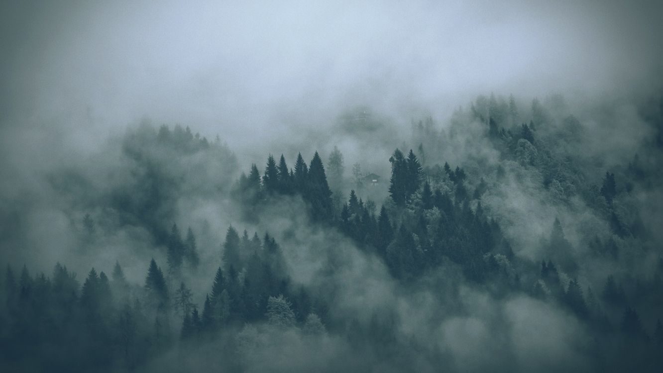 Arbres Verts Couverts de Brouillard. Wallpaper in 1922x1082 Resolution