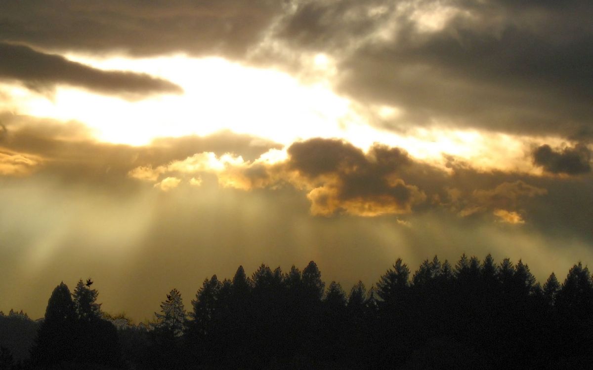 Silhouette D'arbres Sous Ciel Nuageux Pendant la Journée. Wallpaper in 1920x1200 Resolution