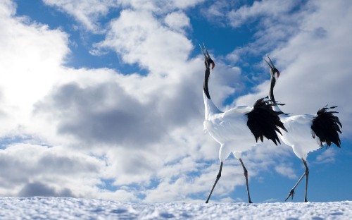 Image white and black bird flying under white clouds during daytime