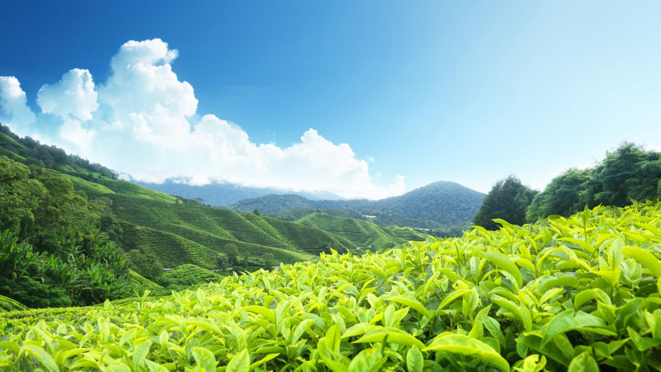 green mountain under blue sky during daytime