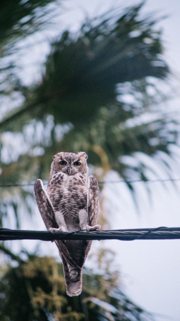Image brown owl on brown tree branch during daytime