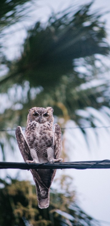 Image brown owl on brown tree branch during daytime