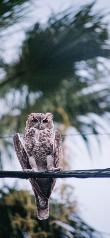 Image brown owl on brown tree branch during daytime