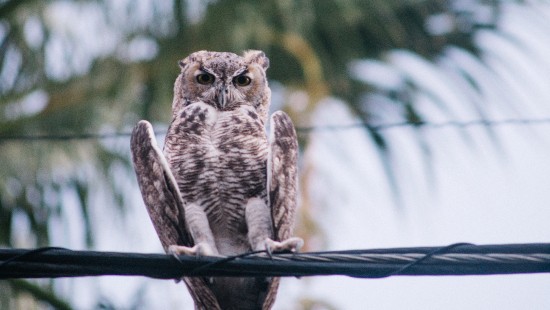 Image brown owl on brown tree branch during daytime