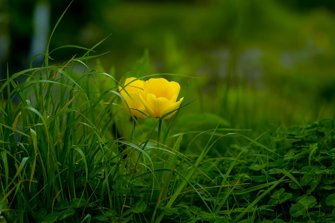 Fondos de Pantalla Flor Amarilla en la Hierba Verde, Imágenes y Fotos Gratis