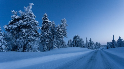 Image snow covered pine trees during daytime