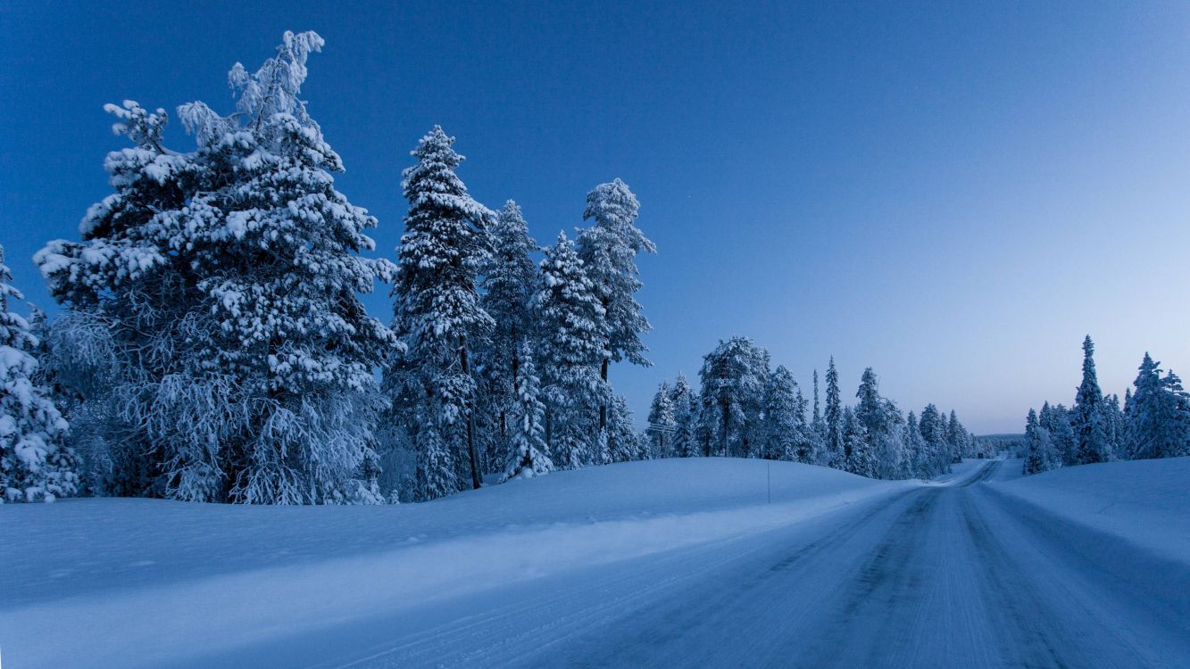 snow covered pine trees during daytime