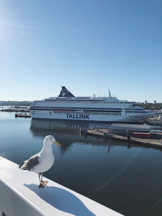 Agua, Crucero, Ferry, Barco de Motor, Yate. Wallpaper in 3024x4032 Resolution
