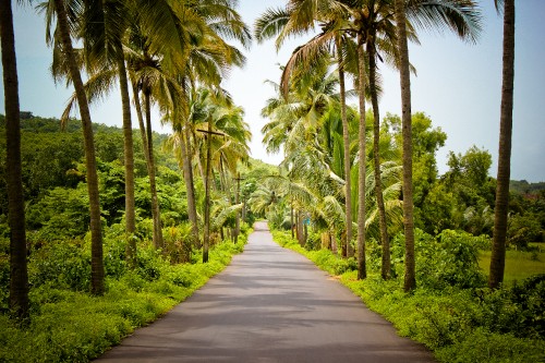 Image gray concrete road between green trees during daytime