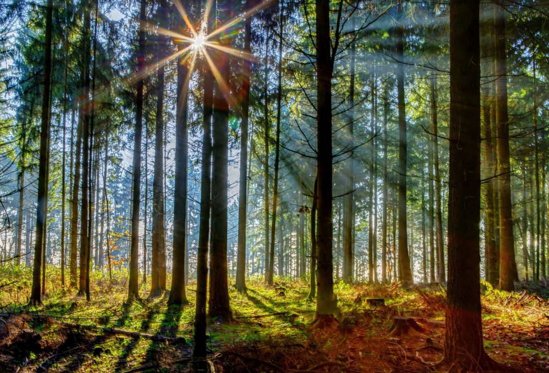 Arbres Verts Avec Des Rayons de Soleil. Wallpaper in 3032x2064 Resolution