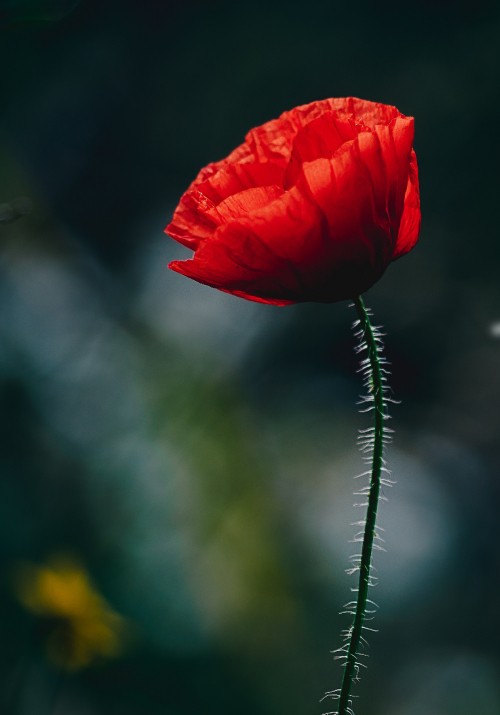 Image red flower in tilt shift lens